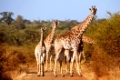 Giraffen blockieren Straße im Kruger Nationalpark, Südafrika, giraffes blocking the street, Kruger national park, South Africa