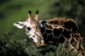 Giraffe, Tansania, Serengeti, Afrika, Giraffe, Giraffa camelopardalis, Giraffa