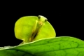 Schildmantis (Shield mantis), Choeradodis sp.), Familied er Gottesanbeterinnen (Mantodea), (Chocó Regenwald, Ecuador / Shield mantis (Choeradodis sp.), (Mantodea family), Chocó rainforest, Ecuador