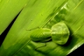 Schildmantis (Shield mantis), Choeradodis sp.), Familied er Gottesanbeterinnen (Mantodea), (Chocó Regenwald, Ecuador / Shield mantis (Choeradodis sp.), (Mantodea family), Chocó rainforest, Ecuador