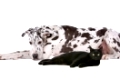 dog and a cat in front of a white background