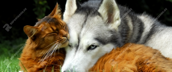 Somali Katze und Siberian Husky kuscheln sich aneinander / Somali cat and Siberian Husky side by side, cuddle up together