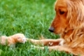 orange golden retriever dog and baby cat outdoor on green grass