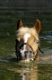Haflinger schwimmt in einem Teich / Haflinger horse swimming