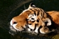 Ein sibirischer Tiger beim Schwimmen im Wasser. Kann mit Schwanz eine Gesamtlnge von 4 m erreichen. Heutzutage leider so gut wie ausgerottet. Steht in Ru§land unter strengem Naturschutz.