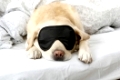 Blonder Labrador, Retriever mit Maske im Bett