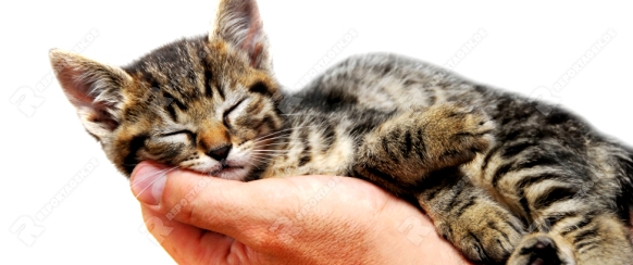 little baby cat sleeping in male arms isolated over white background