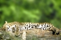 Leopard, sleeping   /   (Panthera pardus)   /   Leopard, schlafend