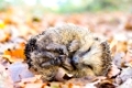Curled up hedgehog lying and sleeping on autumn leaves in forest