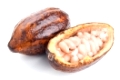 raw cocoa pod and beans isolated on a white background