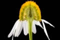 Asteraceae
Matricaria recutita
Echte Kamille
