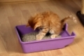 Norwegische Waldkatze, Jungtier, auf Katzentoilette  /  Norwegian Forest Cat, kitten, in cat's toilet