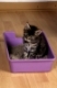 Norwegische Waldkatze, Jungtier, auf Katzentoilette  /  Norwegian Forest Cat, kitten, in cat's toilet