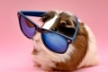 cute guinea pig wearing sunglasses. Resolution and high quality beautiful photo