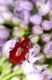 Maiglöckchenhähnchen, Maiglöckchen-Hähnchen, Rotbeiniges Lilienhähnchen, Lilioceris merdigera, onion beetle, Criocère du muguet