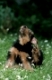 Welsh Terrier, puppy, 9 weeks old   /   Welsh Terrier, Welpe, 9 Wochen alt   /   [Saeugetiere, mammals, animals, Haushund, domestic dog, Haustier, Heimtier, pet, aussen, outdoor, Wiese, meadow, Hochformat, vertical, kratzen, scratching, sitzen, sitting, Jungtier, young, Humor, humour]