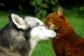 Somali Katze leckt einem Siberian Husky das Maul / Somali cat gives the muzzle of a Siberian Husky a catlick