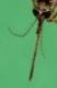 Stechmücke, Weibchen, Portrait mit langem Stechrüssel, Mundwerkzeug,  Mundwerkzeuge,  Aedes spec., (Aedes cf. vexans), mosquito, Stechmücken, Gelsen, Gelse, Culicidae