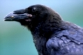 Kolkrabe, Common Raven, Corvus corax, europe. europa