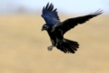 Wonderful Corvus corax / Common Raven / Kolkrabe flying in.  