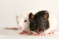 Zwei Ratten - two rats