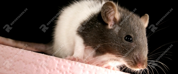 Ratte mit Klopapier -  rat with toilet paper