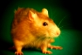 Rat on a green background...