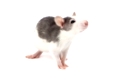 Cute little decorative rat on white background.
