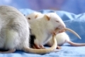 Farbratte, Hausratte, zahme Ratte, Rattus Norvegicus Demosticus, Domestic Rat, Fancy Rat