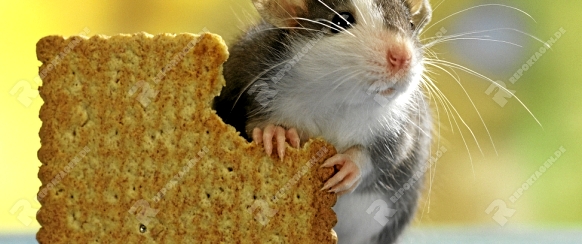 Farbratte, Hausratte, zahme Ratte, Rattus Norvegicus Demosticus, Domestic Rat, Fancy Rat