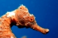 Langschnäuziges Seepferdchen, Longsnout Seahorse, Hippocampus reidi