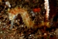 Dorniges SeepferdchenThorny seahorseHippocampus histrix