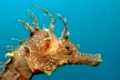 Langschnäuziges Seepferdchen, seahorse, Hippocampus guttulatus