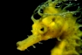 Langschnaeuziges Seepferdchenlong-snouted seahorseHippocampus guttulatus