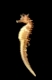 Langschnäuziges Seepferdchen, Hippocampus guttulatus, Spanien, Mallorca, Mittelmeer|Speckled Seahorse, Long-snouted seahorse, Hairy Seahorse, Hippocampus guttulatus, Spain, Mallorca, Mediterranean Sea