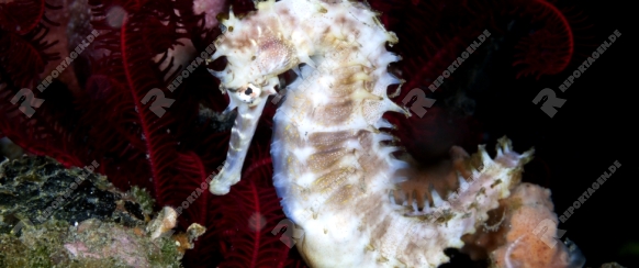 Dorniges Seepferdchen, Hippocampus histrix, Bali, Indonesien | Thorny Seahorse, Hippocampus histrix, Bali, Indonesia