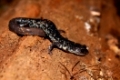 Slimy Salamander (Plethodon glutinosus) at Monte Sano State Park, Alabama.