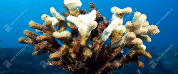 Gebleichte Geweihkoralle, Acropora, Weihnachstinsel, Australien | Bleached Staghorn Coral, Acropora, Christmas Island, Australia