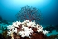 Gebleichte Korallen, Cenderawasih Bucht, West Papua, Indonesien | Bleached Corals, Cenderawasih Bay, West Papua, Indonesia
