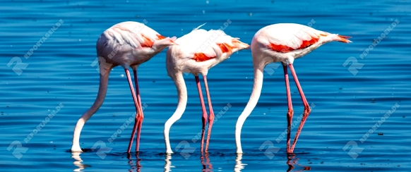 beautiful bird Rosy Flamingo in Walvis Bay reservation, Namibia, Safari wildlife