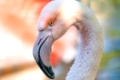 portrait of beautiful pink American Flamingos in water Phoenicopterus Roseus with shallow focus