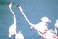 Große Flamingos, DrohgestenCamargue, Frankreich