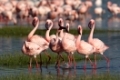 ZwergflamingoLesser FlamingoPhoeniconaias minor