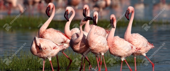 ZwergflamingoLesser FlamingoPhoeniconaias minor
