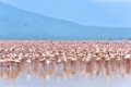 Huge Swarm of Lesser Flamingos at Lake Bogoria in Kenya