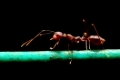 Ant running on wire
