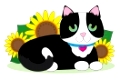 Black and white tuxedo cat lying down in a bed of sunflowers