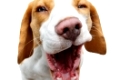 beautiful beagle dog laughing isolated on white background. studio shot. copy space.