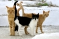 Drei befreundete Hauskatzen stehen nebeneinander, Kykladen, three cats side by side, cyclades
