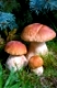 Three mushroom boletus in the forest.Three Mushrooms in the Grass closeup at the Autumn  Day.